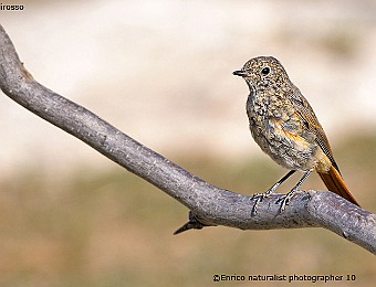 Animali 462